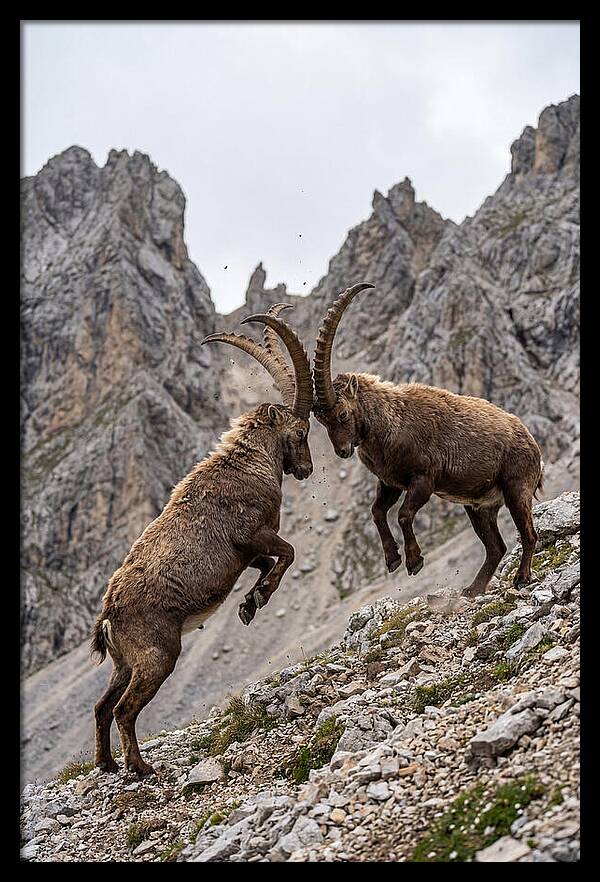 Ibex Engaging In Battle
