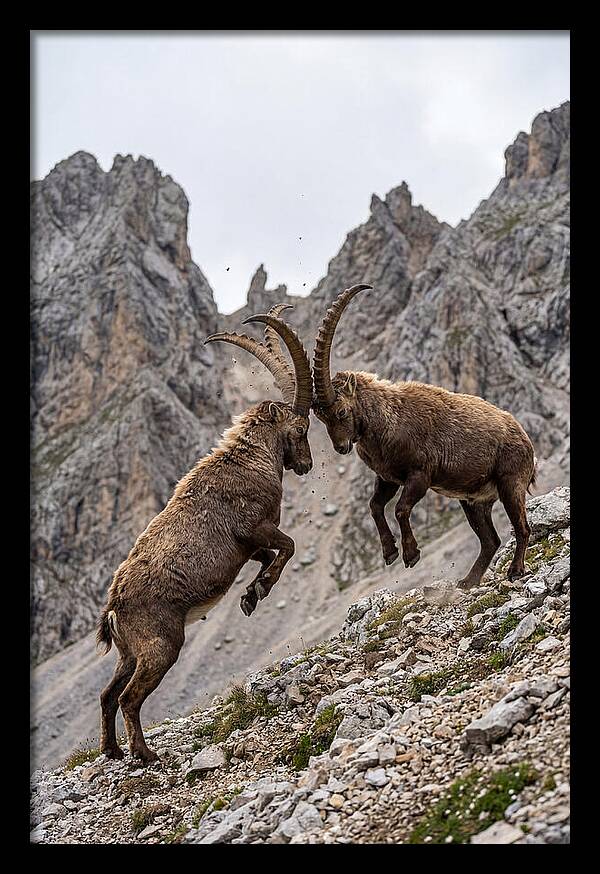 Ibex Engaging In Battle