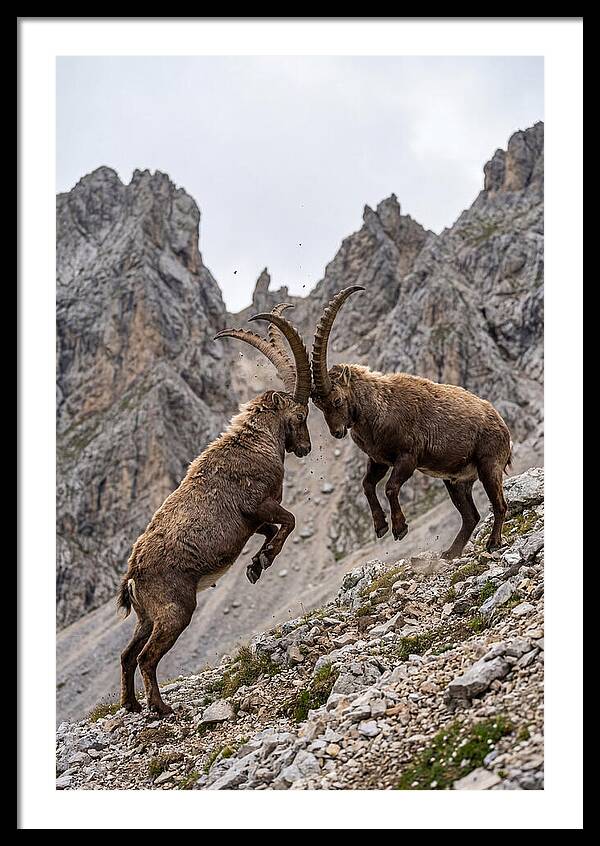 Ibex Engaging In Battle