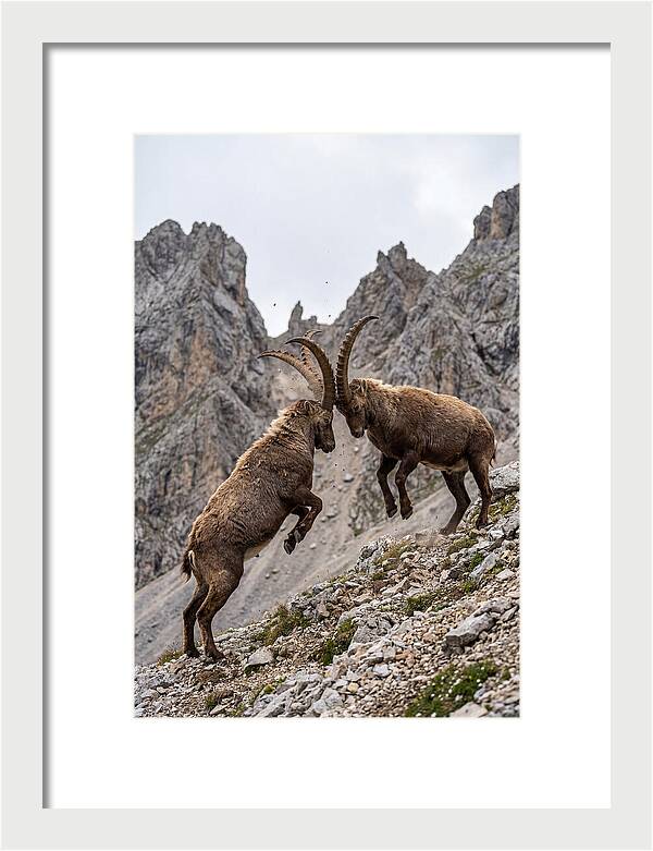 Ibex Engaging In Battle