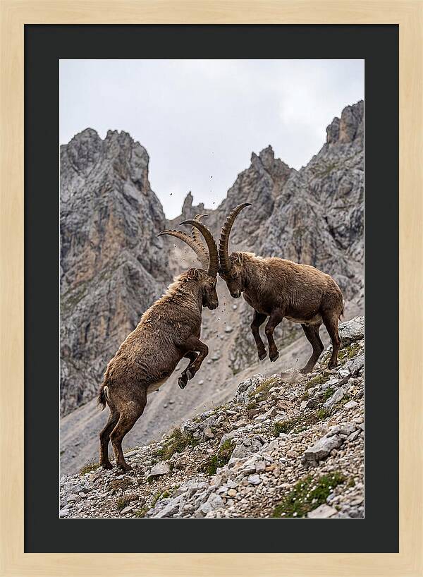 Ibex Engaging In Battle