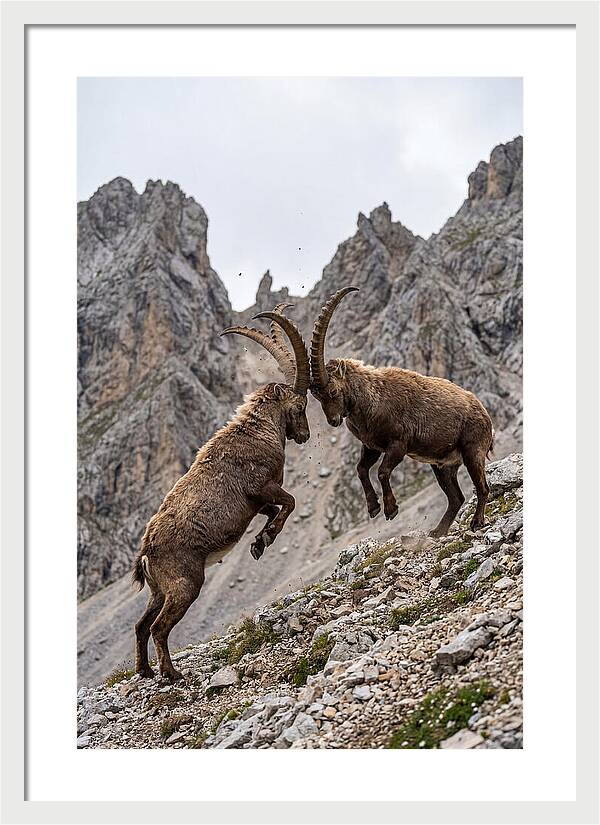 Ibex Engaging In Battle