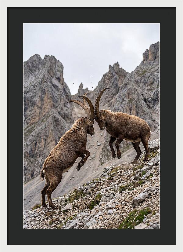 Ibex Engaging In Battle