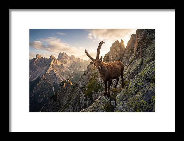 Ibex Standing Proudly On Alpine Cliffs