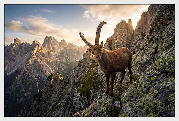 Ibex Standing Proudly On Alpine Cliffs