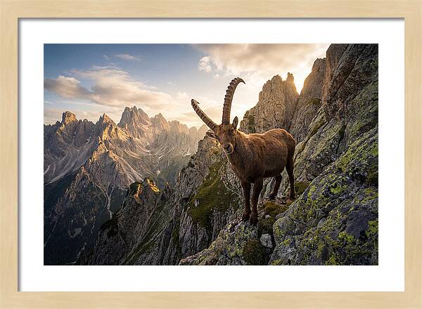 Ibex Standing Proudly On Alpine Cliffs