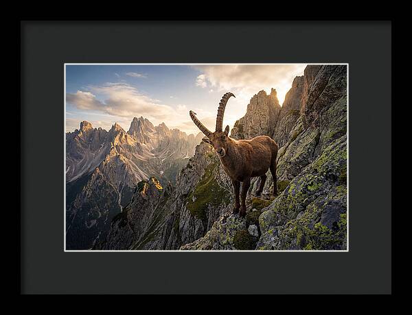 Ibex Standing Proudly On Alpine Cliffs