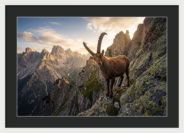 Ibex Standing Proudly On Alpine Cliffs