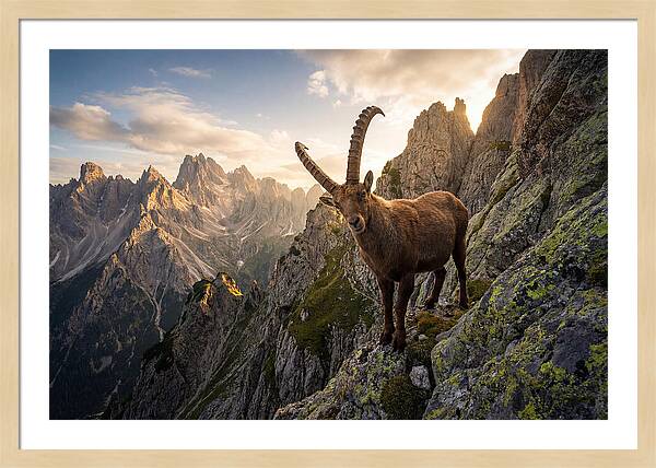 Ibex Standing Proudly On Alpine Cliffs