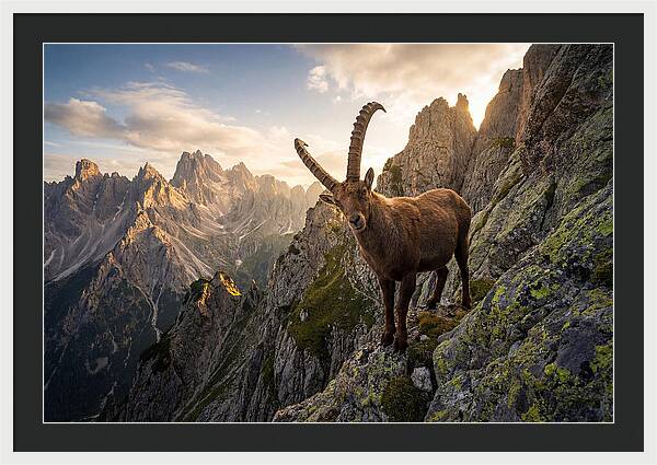 Ibex Standing Proudly On Alpine Cliffs
