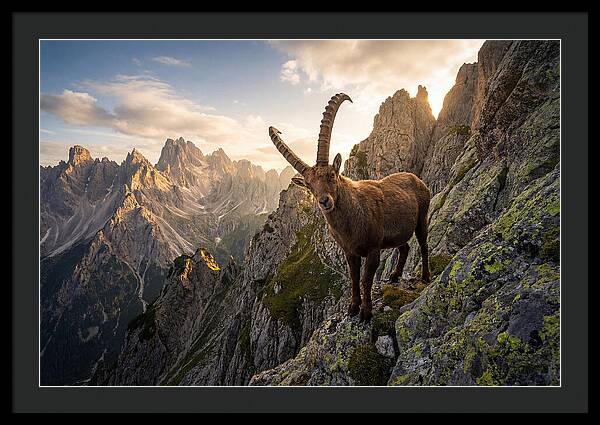 Ibex Standing Proudly On Alpine Cliffs