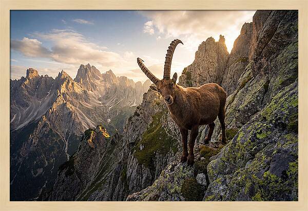 Ibex Standing Proudly On Alpine Cliffs