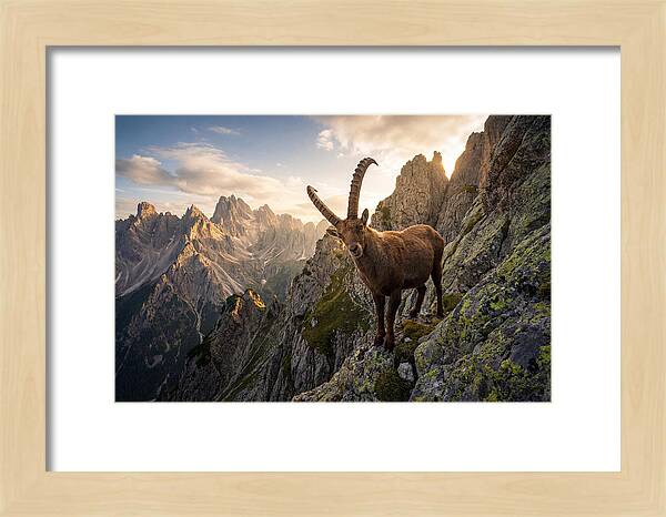Ibex Standing Proudly On Alpine Cliffs