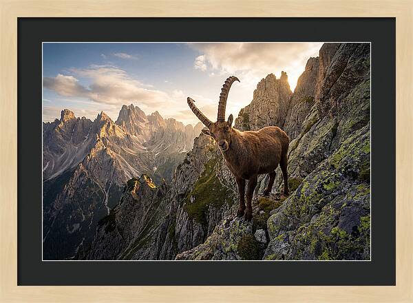 Ibex Standing Proudly On Alpine Cliffs