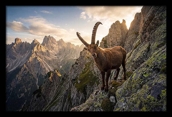Ibex Standing Proudly On Alpine Cliffs