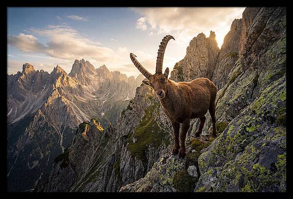 Ibex Standing Proudly On Alpine Cliffs
