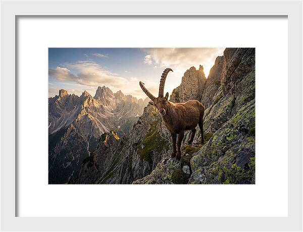 Ibex Standing Proudly On Alpine Cliffs