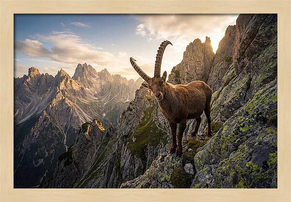 Ibex Standing Proudly On Alpine Cliffs