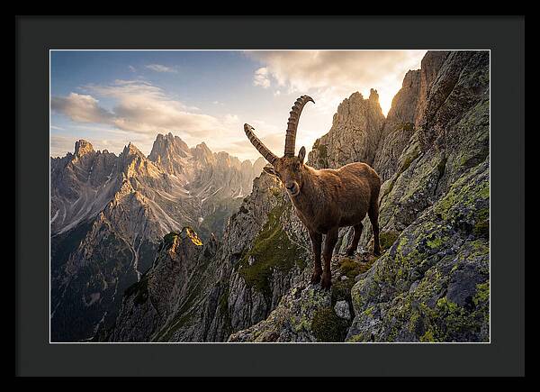 Ibex Standing Proudly On Alpine Cliffs