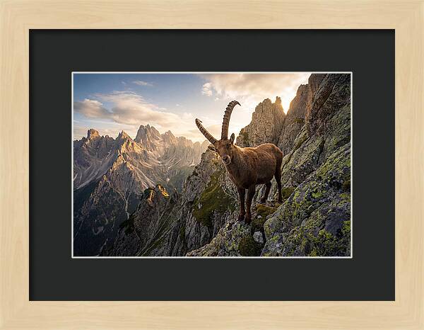 Ibex Standing Proudly On Alpine Cliffs