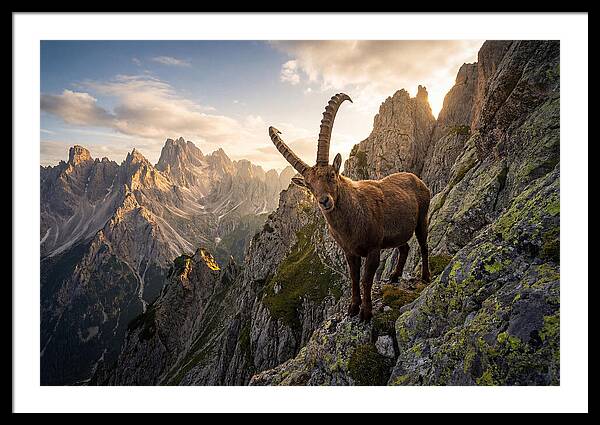 Ibex Standing Proudly On Alpine Cliffs