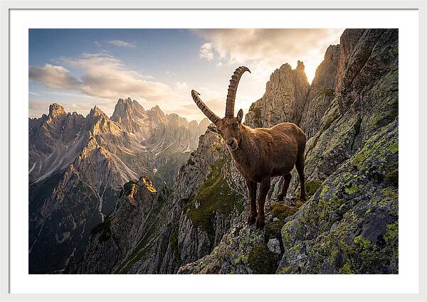Ibex Standing Proudly On Alpine Cliffs