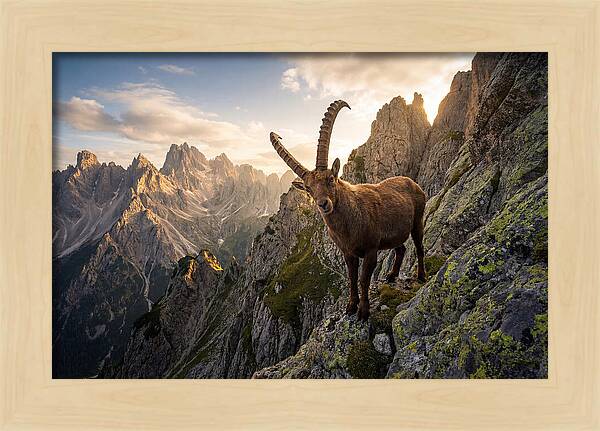 Ibex Standing Proudly On Alpine Cliffs
