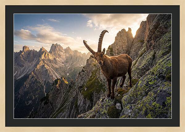Ibex Standing Proudly On Alpine Cliffs