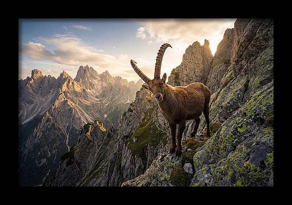 Ibex Standing Proudly On Alpine Cliffs