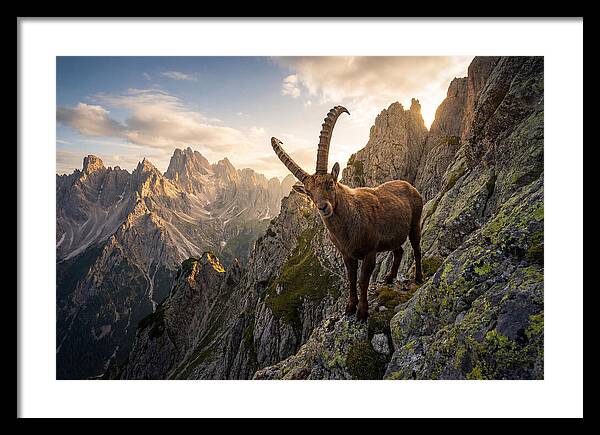 Ibex Standing Proudly On Alpine Cliffs