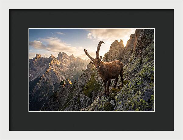 Ibex Standing Proudly On Alpine Cliffs