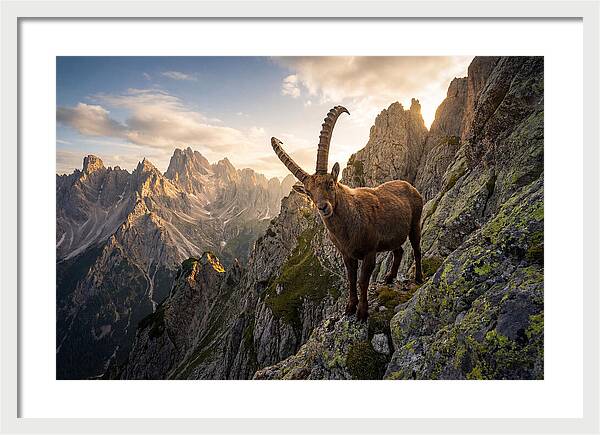 Ibex Standing Proudly On Alpine Cliffs