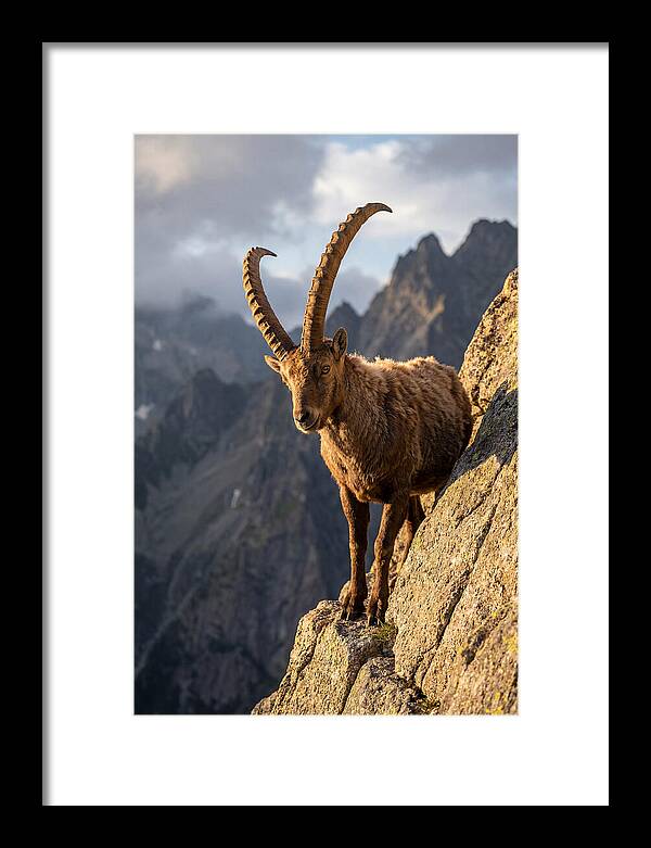Ibex Standing Proudly On Cliffs