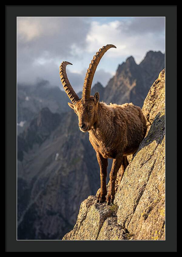 Ibex Standing Proudly On Cliffs