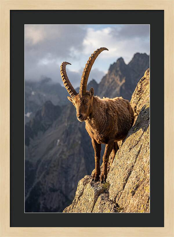 Ibex Standing Proudly On Cliffs