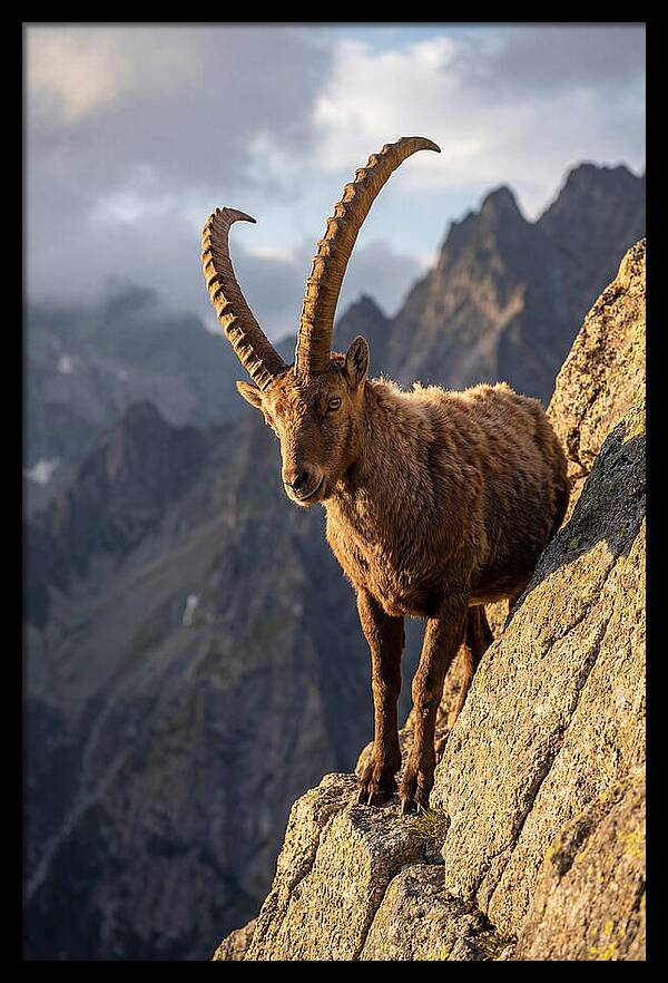 Ibex Standing Proudly On Cliffs