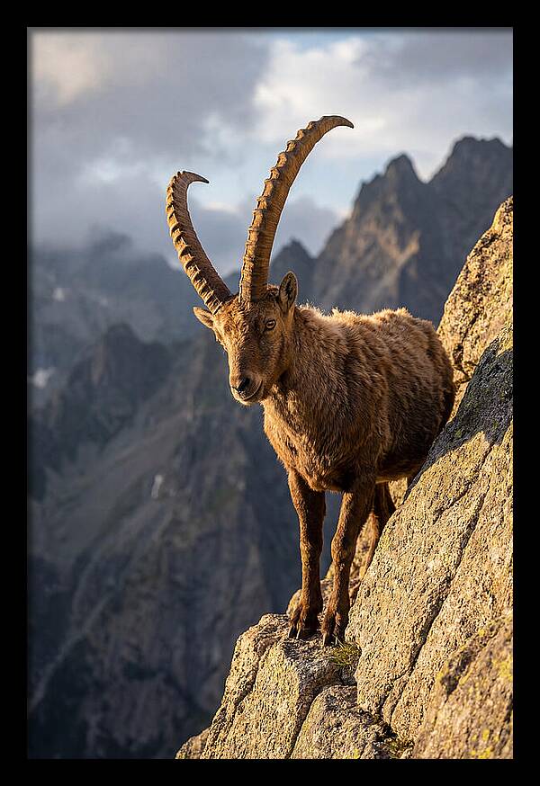 Ibex Standing Proudly On Cliffs