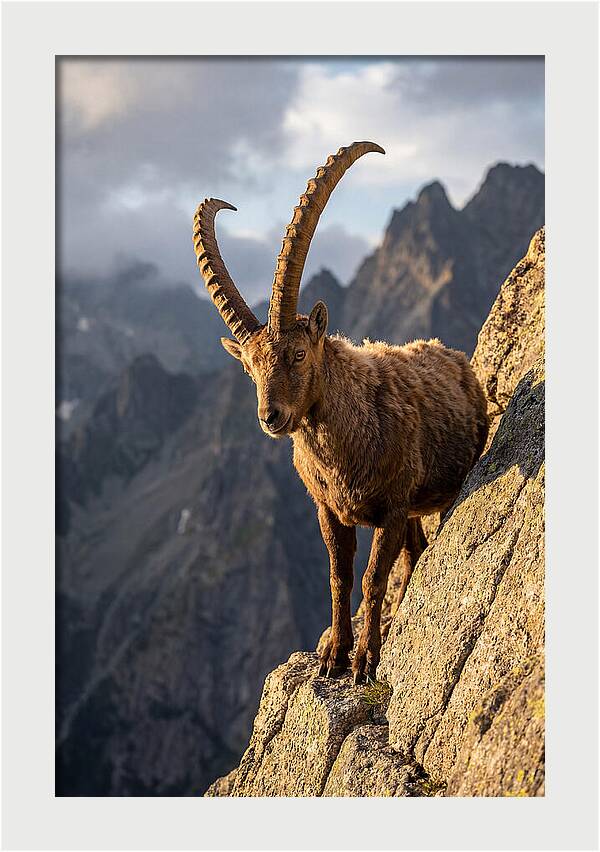 Ibex Standing Proudly On Cliffs