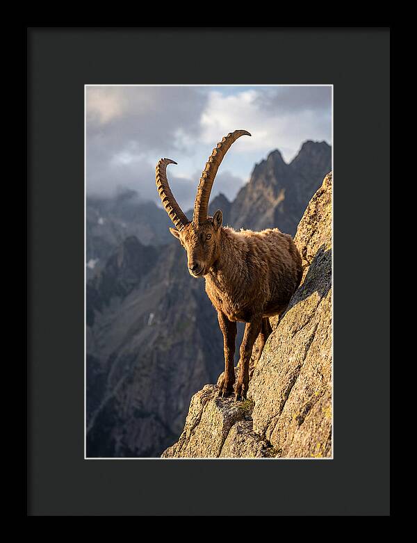 Ibex Standing Proudly On Cliffs