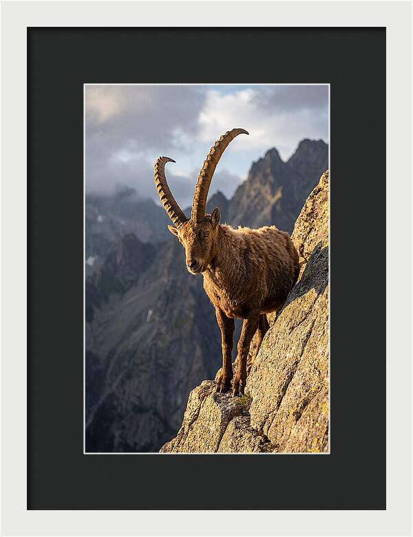 Ibex Standing Proudly On Cliffs