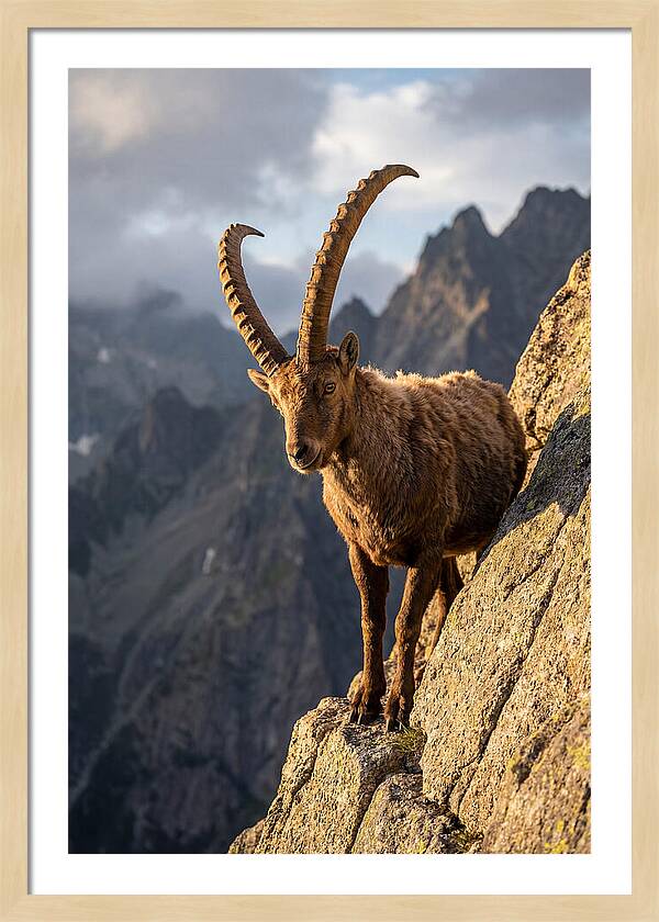 Ibex Standing Proudly On Cliffs