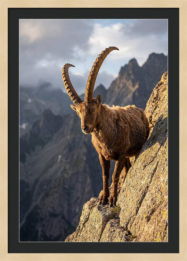 Ibex Standing Proudly On Cliffs