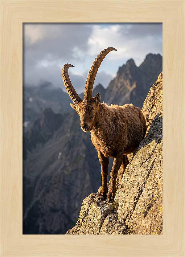 Ibex Standing Proudly On Cliffs