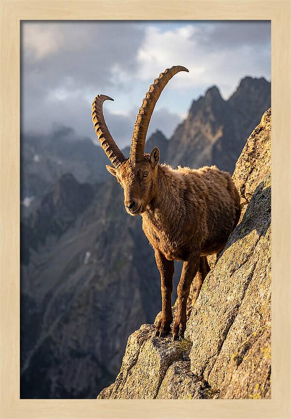 Ibex Standing Proudly On Cliffs