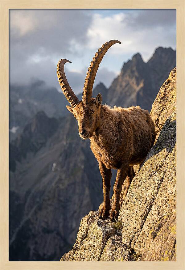 Ibex Standing Proudly On Cliffs
