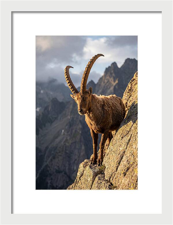 Ibex Standing Proudly On Cliffs