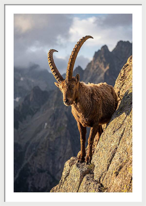 Ibex Standing Proudly On Cliffs