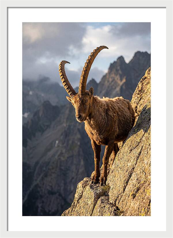 Ibex Standing Proudly On Cliffs