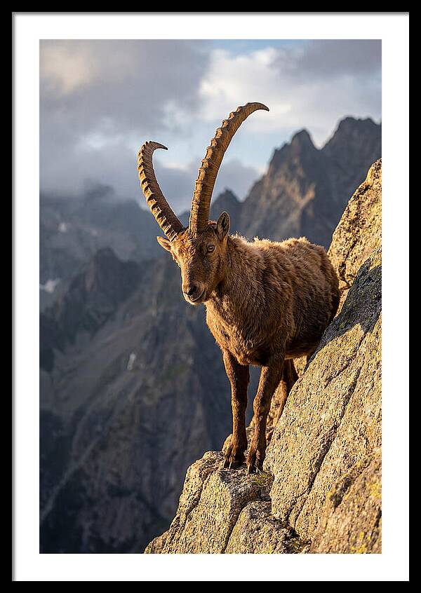 Ibex Standing Proudly On Cliffs