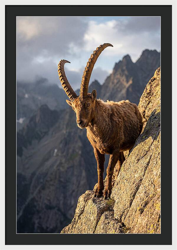 Ibex Standing Proudly On Cliffs